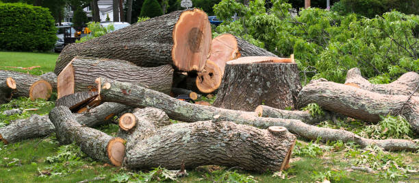 How Our Tree Care Process Works  in  Mi Wuk Village, CA